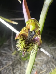 Calochilus campestris