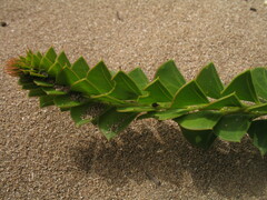 Acacia littorea