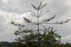 Araucariaceae