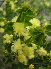 Acacia littorea