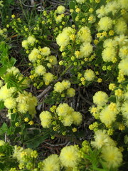 Acacia littorea