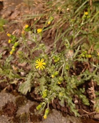 Senecio