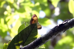 Cupha prosope