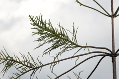 Araucariaceae