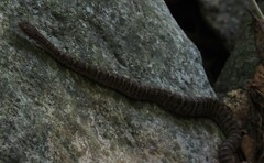 Gloydius ussuriensis