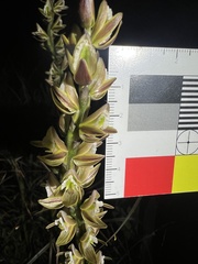 Prasophyllum elatum