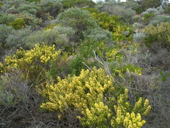 Acacia littorea