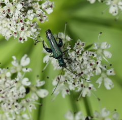 Oedemera nobilis