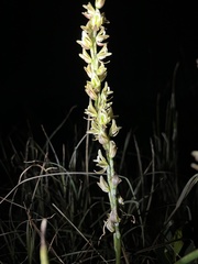 Prasophyllum elatum
