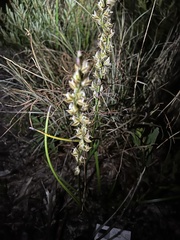 Prasophyllum elatum