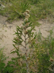 Acanthocarpus preissii