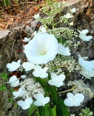 Hydrangea arborescens