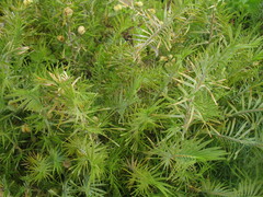 Acanthocarpus preissii