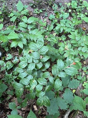 Prosartes lanuginosa