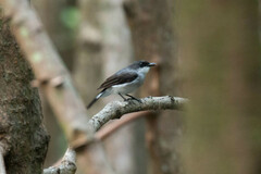 Eopsaltria pulverulenta