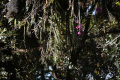 Dendrobium crenatifolium