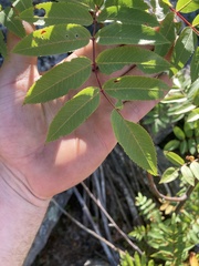 Sorbus americana