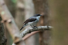 Eopsaltria pulverulenta