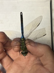 Anax junius