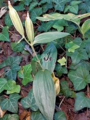 Cephalanthera damasonium