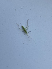 Trigonotylus