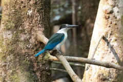 Todiramphus sordidus