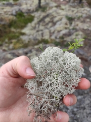 Cladonia