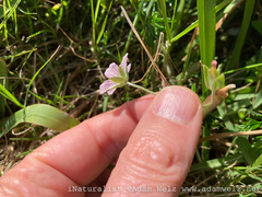 Geranium incanum