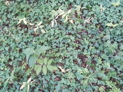 Cephalanthera damasonium