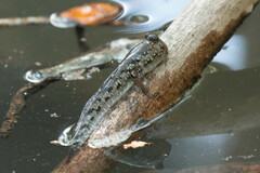 Periophthalmus argentilineatus