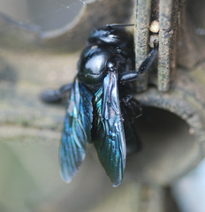 Xylocopa