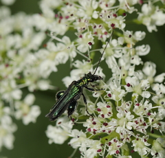 Oedemera nobilis