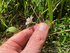 Geranium incanum