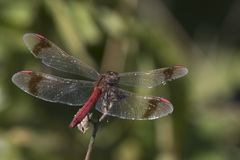 Sympetrum pedemontanum