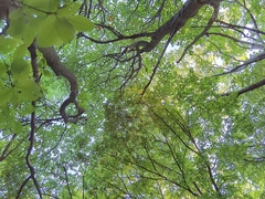 Cephalanthera damasonium