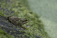 Pelophylax lessonae