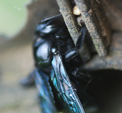 Xylocopa