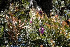 Dendrobium crenatifolium