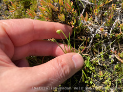 Cotula filifolia