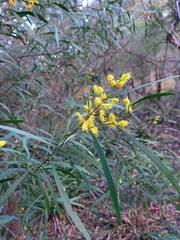 Acacia binervia