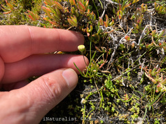 Cotula filifolia