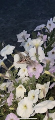 Agrius convolvuli