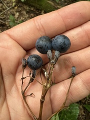 Caulophyllum thalictroides