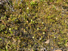 Cotula filifolia