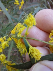 Acacia binervia