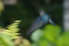 Collocalia esculenta