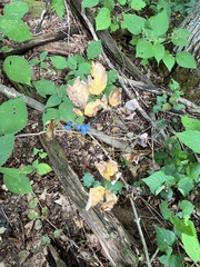 Caulophyllum thalictroides