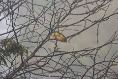 Zosterops fuscicapilla