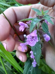 Stachys palustris