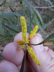 Acacia binervia